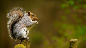 Casual chatter by birds post a predator call, helps squirrels decide whether it is the right time to come off a high-alert state. This is proof that one species under threat listens to another to make decisions about its own survival.(Unsplash)
