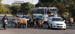 Last year, the Mohali civic body caught only 200 stray animals. Last year, the Mohali civic body caught only 200 stray animals.