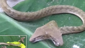 The reptile was seen slithering in the central part of the Indonesian holiday island last week.(Photo: Sly023/ Twitter) The reptile was seen slithering in the central part of the Indonesian holiday island last week.(Photo: Sly023/ Twitter)
