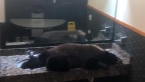 The bear was later removed by the professionals.(Facebook/@buckst4) The bear was later removed by the professionals.(Facebook/@buckst4)