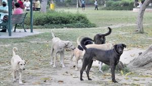 Ludhiana, India – June 06, 2019 : A view of stray dogs in Ludhiana on Thursday, June 06, 2019. (HT Photo)(HT FILE Photo/ Representative Image) Ludhiana, India – June 06, 2019 : A view of stray dogs in Ludhiana on Thursday, June 06, 2019. (HT Photo)(HT FILE Photo/ Representative Image)