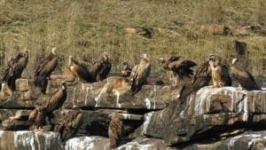 Winter has been chosen to release the griffon vultures since they start arriving in the winter months.(HT PHOTO.)