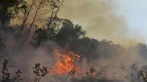 Brazil will hire local environmental police on a short-term basis to combat Amazon fires(Reuters Photo) Brazil will hire local environmental police on a short-term basis to combat Amazon fires(Reuters Photo)