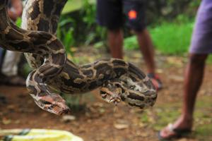 On Sunday, a Delhi resident was surprised to see an Indian Rock Python curled up next to his car’s engine. In this file picture, a 9 foot and a 7 foot two Indian Rock Python rescued from Mumbai can be seen.(Pramod Thakur/HT Photo)