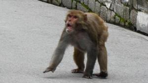 BJP MP Rakesh Sinha has been bitten by a monkey. Here in this file picture, an angry monkey is charging towards passersby.(HT FILE) BJP MP Rakesh Sinha has been bitten by a monkey. Here in this file picture, an angry monkey is charging towards passersby.(HT FILE)