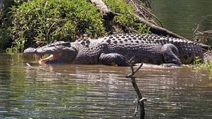 The massive reptile has been living in the small locality of Miallo, but the government wants to remove him because he may attack humans.(Handout / COURTESY OF DAVID WHITE / AFP) The massive reptile has been living in the small locality of Miallo, but the government wants to remove him because he may attack humans.(Handout / COURTESY OF DAVID WHITE / AFP)