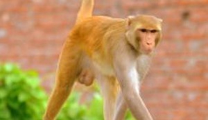 Besides monkey bites, there have been several cases of the simians chasing and snatching food and work files of officials.(HT image) Besides monkey bites, there have been several cases of the simians chasing and snatching food and work files of officials.(HT image)
