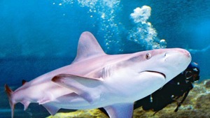 TRAFFIC’s report found Indonesia caught the most sharks – with an annual average of 1,10,737 MT– followed by Spain (78,443 MT) and India (67,391 MT). In its 2013 study, TRAFFIC had found that between 2002 and 2011, India ranked second after Indonesia in terms of global catches of sharks.(HT image) TRAFFIC’s report found Indonesia caught the most sharks – with an annual average of 1,10,737 MT– followed by Spain (78,443 MT) and India (67,391 MT). In its 2013 study, TRAFFIC had found that between 2002 and 2011, India ranked second after Indonesia in terms of global catches of sharks.(HT image)