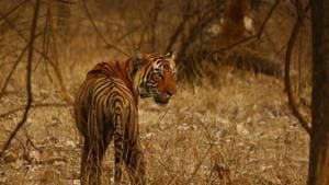 A 100-member team had tracked Tiger, T-104 in August this year after chasing its trail for 11 days(HT Photo) A 100-member team had tracked Tiger, T-104 in August this year after chasing its trail for 11 days(HT Photo)