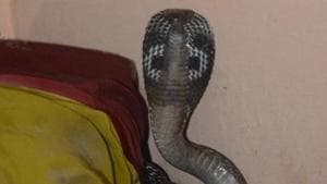 A woman while talking on the phone sat down on a pair of snakes, got bitten and died minutes later.(Hindustan Times File Photo) A woman while talking on the phone sat down on a pair of snakes, got bitten and died minutes later.(Hindustan Times File Photo)