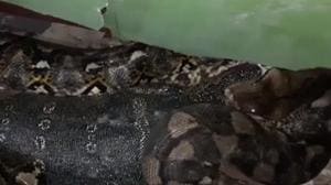 While the lizard was unconscious at first, but slowly regained consciousness.(AP Screengrab) While the lizard was unconscious at first, but slowly regained consciousness.(AP Screengrab)