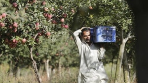 Kashmir is India’s largest apple grower with an average annual production of nearly 2,200 metric tonnes. Apple industry fetches revenue of nearly Rs 1,300 crore, according to a state government website.(HT image) Kashmir is India’s largest apple grower with an average annual production of nearly 2,200 metric tonnes. Apple industry fetches revenue of nearly Rs 1,300 crore, according to a state government website.(HT image)
