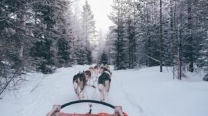 Shorter winters are casting doubts over dog sledding in this Greenland village.(Unsplash) Shorter winters are casting doubts over dog sledding in this Greenland village.(Unsplash)