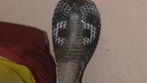 A juvenile wolf snake was found in an almirah in the chamber of additional district government counsel (civil) at the district and sessions court in Agra on Friday.(Hindustan Times) A juvenile wolf snake was found in an almirah in the chamber of additional district government counsel (civil) at the district and sessions court in Agra on Friday.(Hindustan Times)