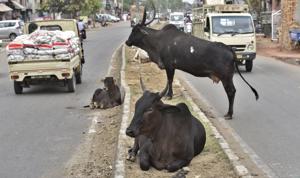 The municipal corporation is facing shortage of space for sheltering stray cattle as all gaushalas in the district are full to capacity.(HT PHOTO) The municipal corporation is facing shortage of space for sheltering stray cattle as all gaushalas in the district are full to capacity.(HT PHOTO)