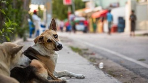 Mitesh Jain, District Animal Welfare Officer, Vasai said he had received a call from D’costa, alerting him of the incident.(HT image) Mitesh Jain, District Animal Welfare Officer, Vasai said he had received a call from D’costa, alerting him of the incident.(HT image)