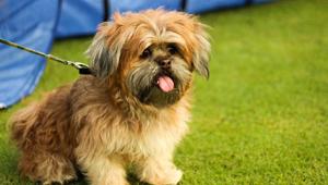 People staying in Ghaziabad now have to get a licence of Rs 5,000 from the Municipal Corporation to keep a dog. People staying in Ghaziabad now have to get a licence of Rs 5,000 from the Municipal Corporation to keep a dog.