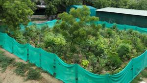 A green cover developed between Feb 2019 to July 2019, using Miyawaki method and only 25% water.(HT Photo) A green cover developed between Feb 2019 to July 2019, using Miyawaki method and only 25% water.(HT Photo)