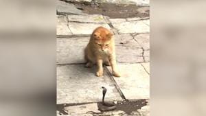 The video is scary, as well as, fascinating.(Instagram/neilnitinmukesh) The video is scary, as well as, fascinating.(Instagram/neilnitinmukesh)