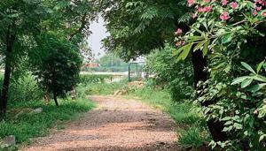 A view of the Gulmohar Marg, DLF Phase 2, Gurugram(HT Photo) A view of the Gulmohar Marg, DLF Phase 2, Gurugram(HT Photo)