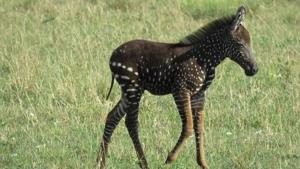 The rare polka-dotted zebra is the first recorded case in Maasai Mara National Reserve.(Facebook/@MaraConservancies) The rare polka-dotted zebra is the first recorded case in Maasai Mara National Reserve.(Facebook/@MaraConservancies)