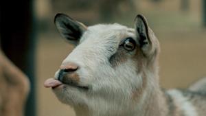 The goat successfully evaded the police for about 90 minutes (representational image).(Pexels) The goat successfully evaded the police for about 90 minutes (representational image).(Pexels)