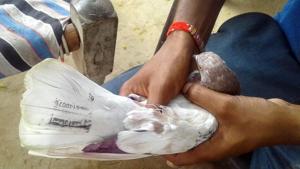 The man who caught the pigeon found it stamped with some text in Urdu language and a 10 digit number.(HT Photo) The man who caught the pigeon found it stamped with some text in Urdu language and a 10 digit number.(HT Photo)