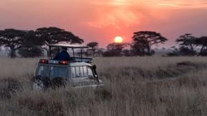 It’s also important to research the reserve or sanctuary being visited because no two sanctuaries are the same.(Unsplash) It’s also important to research the reserve or sanctuary being visited because no two sanctuaries are the same.(Unsplash)