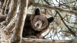 A 2-year-old bear in a tree in Orem, Utah.(AP)