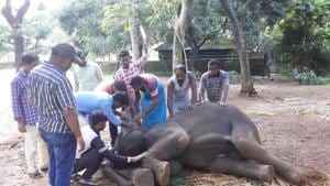 Elephant Kamla died on Thursday at Odisha zoo while undergoing intensive treatment for the herpes virus, taking the death toll due to the deadly virus to three in less than a month(HT Photo) Elephant Kamla died on Thursday at Odisha zoo while undergoing intensive treatment for the herpes virus, taking the death toll due to the deadly virus to three in less than a month(HT Photo)