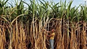 Sate Minister,Suresh Rana warns the sugar mills to clear dues of sugarcane growers.(Reuters Photo( Representational Image)) Sate Minister,Suresh Rana warns the sugar mills to clear dues of sugarcane growers.(Reuters Photo( Representational Image))