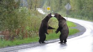 The bears growled at each other before getting on twos and pouncing on one another.(Facebook/Cari McGillivray) The bears growled at each other before getting on twos and pouncing on one another.(Facebook/Cari McGillivray)