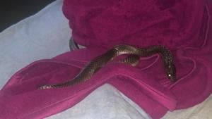 The reptile, a male cobra weighing 3 kg, was released in Aravallis on September 24 morning.(Sourced) The reptile, a male cobra weighing 3 kg, was released in Aravallis on September 24 morning.(Sourced)