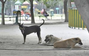 In case of stray dog attack, the MC will provide a compensation of <span class='webrupee'>₹</span>1,000 for every puncture wound(HT PHOTO) In case of stray dog attack, the MC will provide a compensation of <span class='webrupee'>₹</span>1,000 for every puncture wound(HT PHOTO)