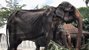 Elephant expert Jayantha Jayewardene from Colombo said the jumbo had been ill-treated.(HT PHOTO) Elephant expert Jayantha Jayewardene from Colombo said the jumbo had been ill-treated.(HT PHOTO)