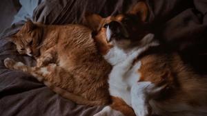 The results showed that cats bond in a way that’s surprisingly similar to infants. In humans, 65 per cent of infants are securely attached to their caregiver.(Unsplash) The results showed that cats bond in a way that’s surprisingly similar to infants. In humans, 65 per cent of infants are securely attached to their caregiver.(Unsplash)