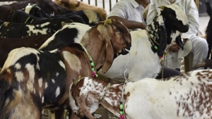 The Tripura High Court on Friday ordered a ban on the tradition of animal sacrifice in temples. Image used for representational purpose only.(Virendra Singh Gosain/HT File Photo) The Tripura High Court on Friday ordered a ban on the tradition of animal sacrifice in temples. Image used for representational purpose only.(Virendra Singh Gosain/HT File Photo)
