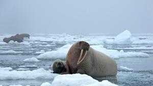 A walrus with its cub (representational image).(Pixabay) A walrus with its cub (representational image).(Pixabay)