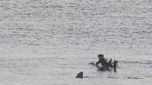 The image shows a fin passing close by a man in a wet suit.(Facebook/@OrleansBeaches) The image shows a fin passing close by a man in a wet suit.(Facebook/@OrleansBeaches)