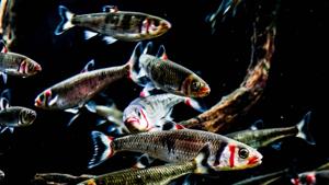 The man user a net to steal the fishes (representational image).(Unsplash) The man user a net to steal the fishes (representational image).(Unsplash)