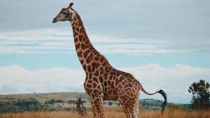 Male giraffes’ colour may function in a similar way to the lion’s mane, as lions with dark manes are usually dominant and are preferred by females.(Unsplash) Male giraffes’ colour may function in a similar way to the lion’s mane, as lions with dark manes are usually dominant and are preferred by females.(Unsplash)