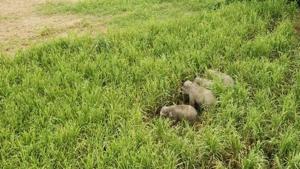 A photograph from a Uttarakahnd Forest Department drone showing elephants raiding a sugarcane field in Udham Singh Nagar district.(Uttarakhand Forest department) A photograph from a Uttarakahnd Forest Department drone showing elephants raiding a sugarcane field in Udham Singh Nagar district.(Uttarakhand Forest department)
