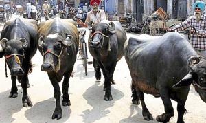 Presently, 257 dairies — with approximately 6,000 milch animals — are operating within the city limits, says mayor Sanjeev Sharma Bittu.(HT FILE) Presently, 257 dairies — with approximately 6,000 milch animals — are operating within the city limits, says mayor Sanjeev Sharma Bittu.(HT FILE)