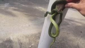 The man broke the fight between the snake and the gecko using his bare hands.(Screengrab) The man broke the fight between the snake and the gecko using his bare hands.(Screengrab)