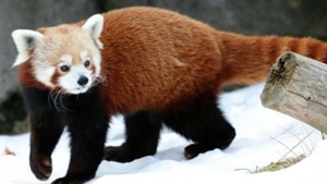 Unlike the past in which four captive-bred red pandas were released in two phases in 2003 and 2004 in Singalila National Park, Darjeeling Zoo authorities and senior forest officials are confident that the released mammals can be tracked precisely for at least three years. Unlike the past in which four captive-bred red pandas were released in two phases in 2003 and 2004 in Singalila National Park, Darjeeling Zoo authorities and senior forest officials are confident that the released mammals can be tracked precisely for at least three years.