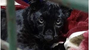 The black panther is around 6-month-old.(Twitter/Hannah Woodhead) The black panther is around 6-month-old.(Twitter/Hannah Woodhead)