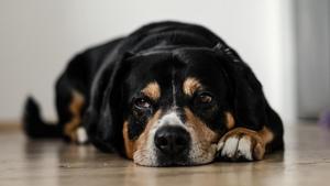 Many shelters ask volunteers to commit a certain number of hours per month, but say even the smallest act is appreciated.(Unsplash) Many shelters ask volunteers to commit a certain number of hours per month, but say even the smallest act is appreciated.(Unsplash)