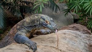 Growing numbers of tourists are flocking to Komodo island to see them. And starting next year, they’ll pay up to $1,000 for the privilege.(Unsplash) Growing numbers of tourists are flocking to Komodo island to see them. And starting next year, they’ll pay up to $1,000 for the privilege.(Unsplash)