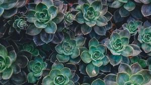 In a first, researchers have found that the smell molecules plants use to communicate with each other when under attack become more similar over the time of the threat.(Unsplash) In a first, researchers have found that the smell molecules plants use to communicate with each other when under attack become more similar over the time of the threat.(Unsplash)