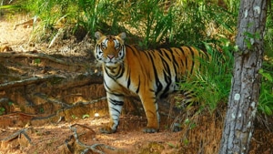 The forest department had planned to development 10 sanctuaries in the state to facilitate easier movement of wildlife from one habitat to another and to have more homes for animals.(Sudhir Mishra Kanha/HT photo) The forest department had planned to development 10 sanctuaries in the state to facilitate easier movement of wildlife from one habitat to another and to have more homes for animals.(Sudhir Mishra Kanha/HT photo)